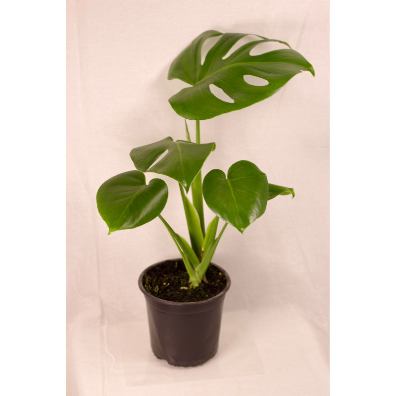 Monstera deliciosa