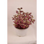Alternanthera