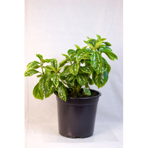Pilea carderei