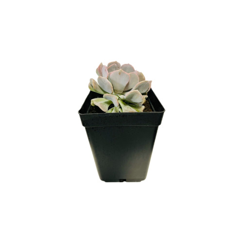 Echeveria Runyoni rose