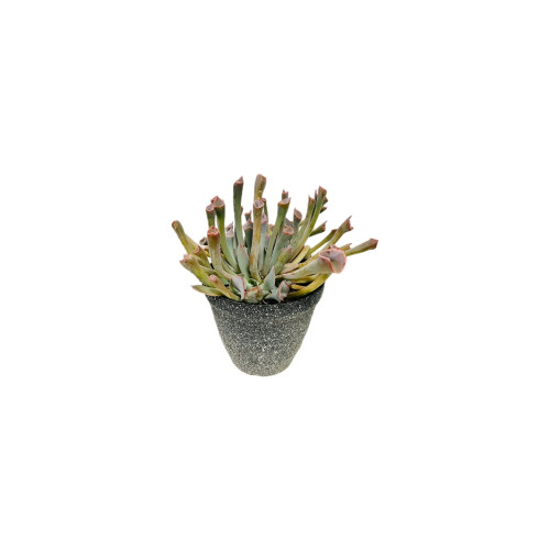 Echeveria Trumper
