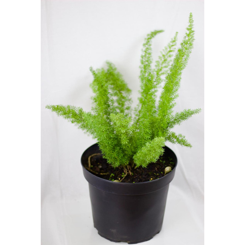 Helecho esparragera meyeri