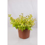 Abelia golden