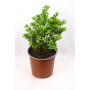 Veronica postrata