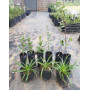 Pack pleno sol — pack pleno sol plantas nativas bajo consumo hídrico chile