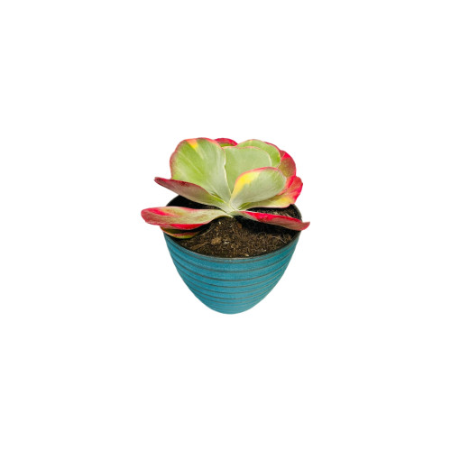 Kalanchoe Thyrsiflora Variegata
