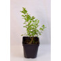 Rhus crenatta