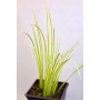 Acorus limon