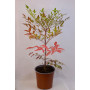 Nandina