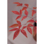 Nandina