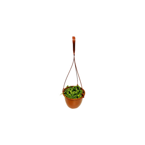 Senecio Rowleyanus