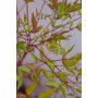 Nandina