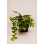 Ficus repens