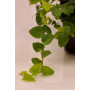 Ficus repens