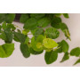 Ficus repens