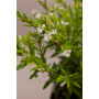 Veronica colombiana