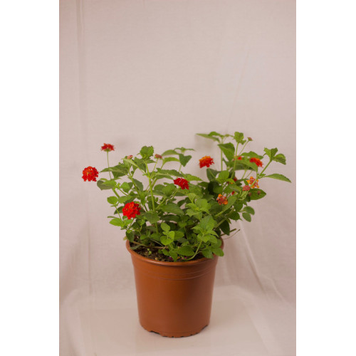 Lantana arbustiva