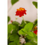 Lantana arbustiva