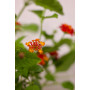 Lantana arbustiva
