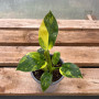 Philodendron Green Congo Áureo
