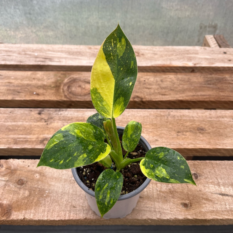 Philodendron Green Congo Áureo