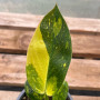 Philodendron Green Congo Aureo