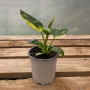Philodendron Green Congo Aureo