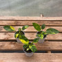 Philodendron Green Congo Aureo