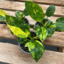 Philodendron Green Congo Aureo