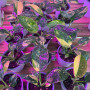 Philodendron Green Congo Aureo