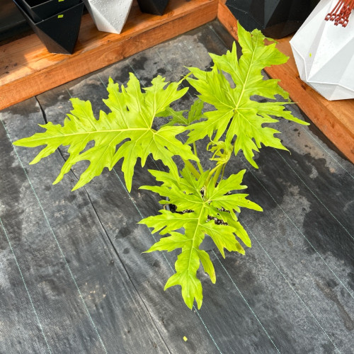Philodendron Warscewiczii Flavum Grande
