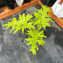 Philodendron Warscewiczii Flavum Grande