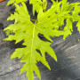 Philodendron Warscewiczii Flavum Grande
