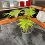 Philodendron Warscewiczii Flavum Grande