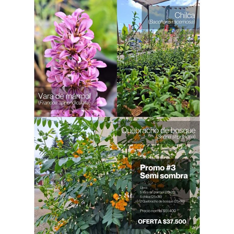 Pack semi sombra — pack semi sombra plantas nativas chile