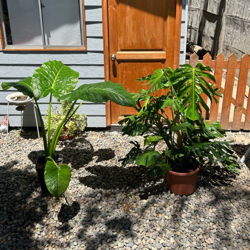 PACK MONSTERA XL + MANTO DE EVA XL