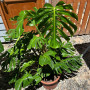 Pack Monstera  XL + Manto de Eva  XL