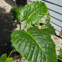 Pack Monstera  XL + Manto de Eva  XL