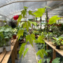 Pack Abutilon rojo - Amarilla-Roja ( 2 plantas )