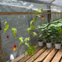 Pack Abutilon rojo - Amarilla-Roja ( 2 plantas )