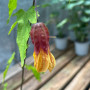 Pack Abutilon rojo - Amarilla-Roja ( 2 plantas )