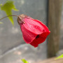 Pack Abutilon rojo - Amarilla-Roja ( 2 plantas )
