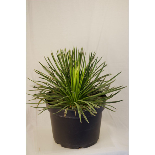 Agave geminiflora
