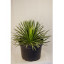 Agave geminiflora