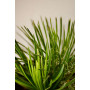 Agave geminiflora