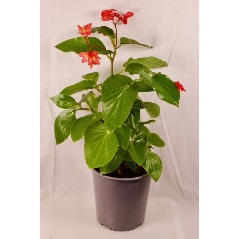 Begonia Dragon wing red