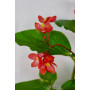 Begonia Dragon wing red
