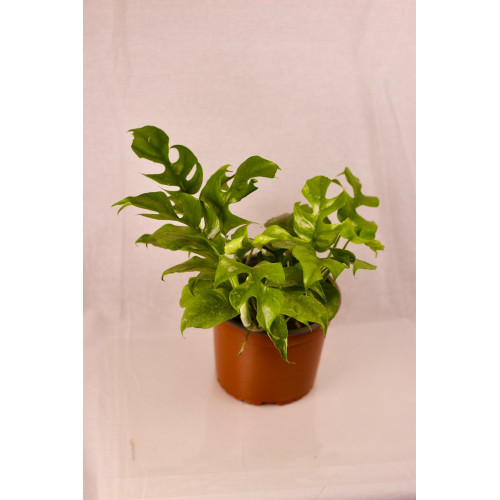 Philodendron Rhaphidophora