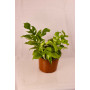 Philodendron Rhaphidophora