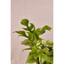 Philodendron Rhaphidophora